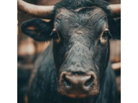 2025年驴肉价格飙升，驴肉火烧比奶茶还贵！背后真相揭秘
