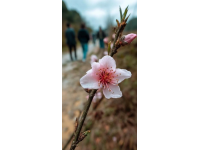 逃离都市喧嚣：探寻杭州西溪湿地里的隐世桃源——十里芳菲度假村