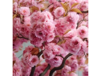 荥阳丰乐樱花园赏花指南：免门票详情及游玩攻略