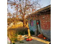 周口农村：春节前军叔跟风种蘑菇村民：他们家常年的生意