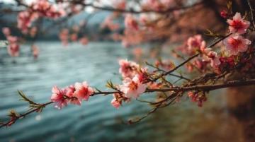 西湖C位梅花季:孤山探梅之旅(2.22-3.5)