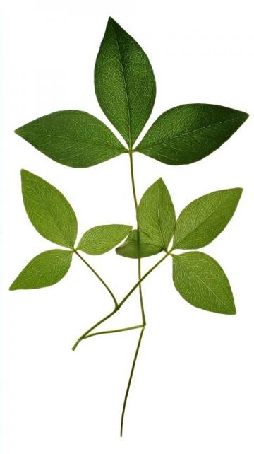 番薯叶怎么做好吃又香(番薯叶怎么做好吃?加上一把大蒜,掌握3步)