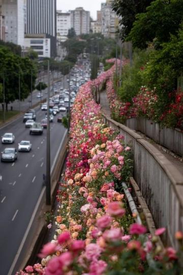 武汉盛夏日浪漫：十万余朵栀子花免费赠予，全城洋溢初夏香气盛宴