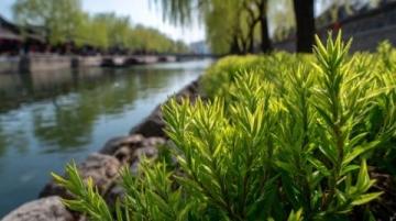 南京银杏湖：自然与人文的和谐交融