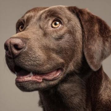 如何有效护理拉布拉多犬的牙齿健康？