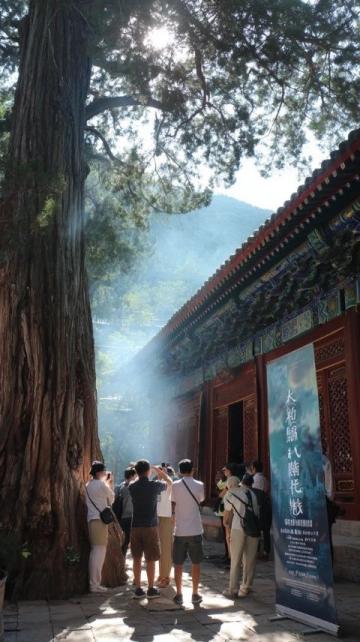舌尖上的山西·应县篇：木塔下的乡愁与美食之旅