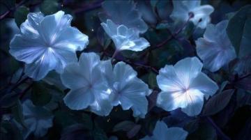 暗香满天，夜色更深