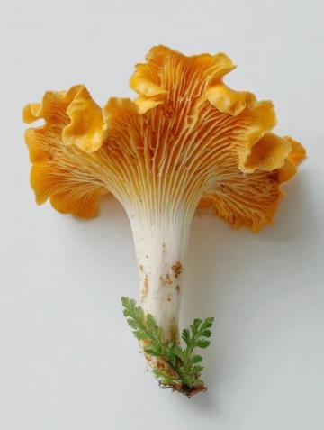 云南常见可食用野生菌种类知多少