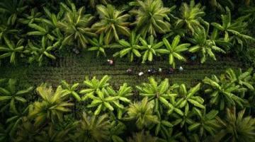 棕榈油技术分析(技术分析常识)