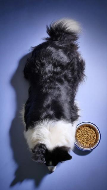 宠物养护专家徐艺桓:狗狗肾脏保健美食推荐