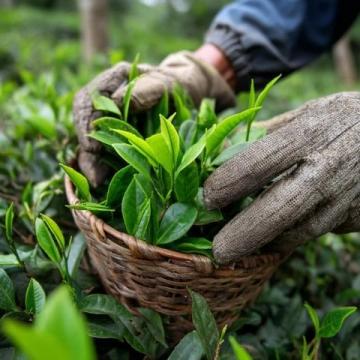 常喝的茶叶有哪些?绿茶中的春日鲜爽代表:西湖龙井与黄山毛峰