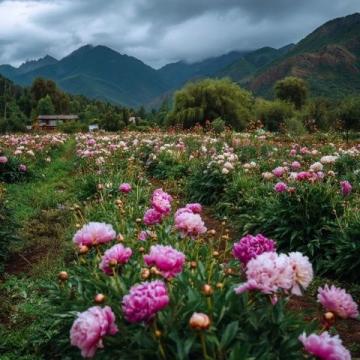 四月赏花游洛阳：牡丹、老君山与夜游攻略全解锁
