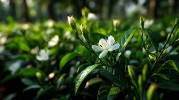 心驰神往！广西横州茉莉花之旅不容错过