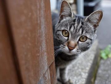 猫咪行为常识(猫咪行为解密)