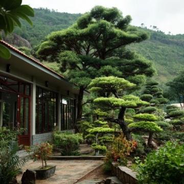到高密城郊双羊镇云来山庄，品农家乐的野味盛宴