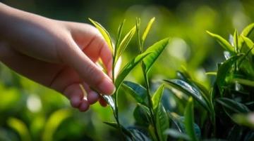 青金桔柠檬茶的制作方法