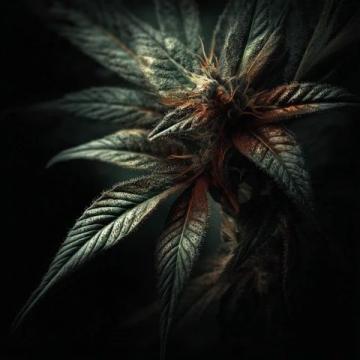 古蔺活麻探秘：一场刺痛中的甜美之旅