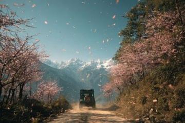 川西秘境：三月春光中，绝美花海引领颜值巅峰