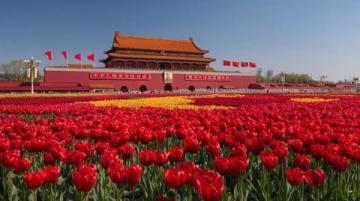 长春花观赏指南:四季开花、色彩斑斓的美丽花卉