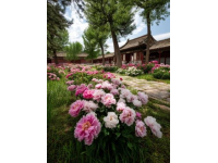 昆明久香楼：探寻云南野生菌的美味传奇