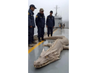 野生黄翅鱼：近海经济价值高，蔡澜称其为“世界最美味
