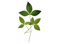 番薯叶怎么做好吃又香(番薯叶怎么做好吃？加上一把大蒜，掌握3步)