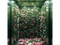 澳洲日志：水培九层塔绽放花朵の生命之美