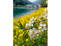 浙江油菜花盛开如黄金狂潮，浪漫春色不容错过，速来打卡！