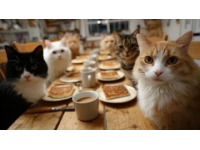 猫肉在中国餐桌上为什么屡禁不止？