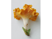 云南常见可食用野生菌种类知多少