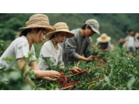 广西风味之旅：埃文凯尔探寻酸笋秘境与美食奇迹