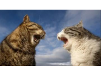 猫咪行为常识(猫咪行为解密)