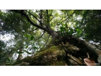 揭秘芒市珍奇秘境：勐巴娜西国家AAAA级景区全攻略