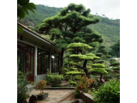 到高密城郊双羊镇云来山庄，品农家乐的野味盛宴