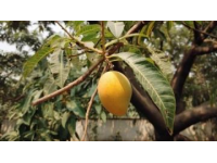 菩提路上结菩提果（菩提果小知识）