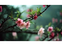 武汉樱花季：赏花拍照与必尝美食攻略