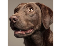 如何有效护理拉布拉多犬的牙齿健康？