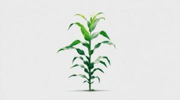 如何种植甘蔗：甘蔗种植基础知识