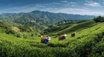 信阳浉河区文新茶村：茶香与美景交织的世外桃源