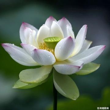 百科冷知识：莲藕种植方法详解