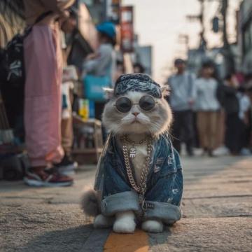 上海五一假期消费者热衷于买猫粮等宠物用品。