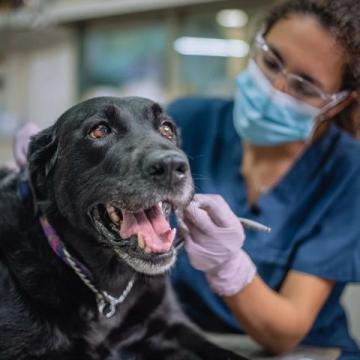 如何有效护理拉布拉多犬的牙齿健康？