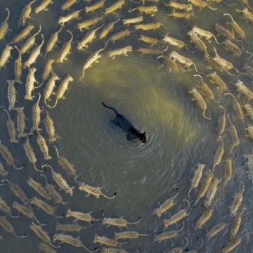 阜阳河道刀鱼泛滥村民狂捞背后是生态改善信号?