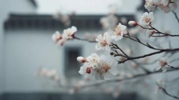 苏州东沙湖公园:春风中绽放的花季盛宴