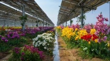 澳洲日志:水培九层塔绽放花朵の生命之美