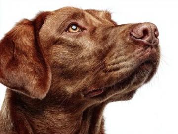 如何有效护理拉布拉多犬的牙齿健康？