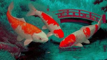 精心养育:掌握过背金龙鱼养护知识