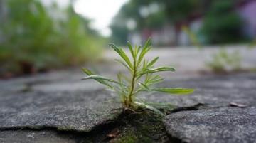 揭秘夏日热土|颍州盛夏记:花鼓灯节、智能稻田与公益助学新篇章