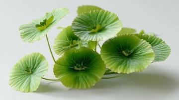 百科冷知识：莲藕种植方法详解