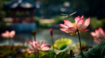 菏泽万亩荷塘是鲁西南地区夏季赏荷、生态体验的热门目的地